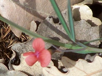Lathyrus  di pianura e di montagna - L. annuus e L. cicera